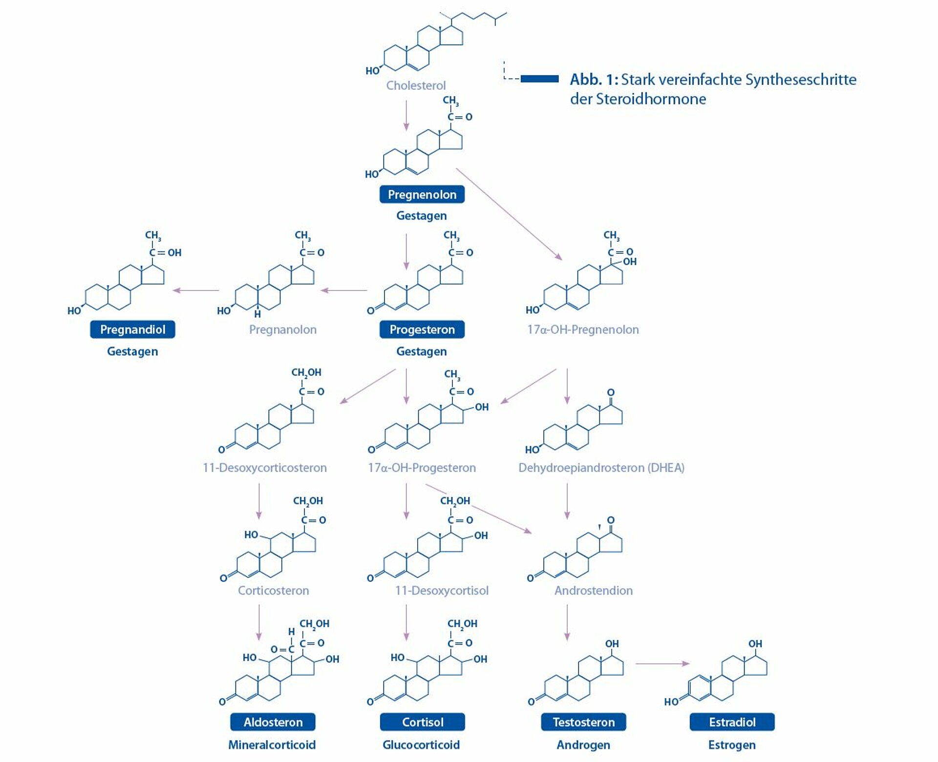 Endokrinologie - Stark vereinfachte Syntheseschritte der Steroidhormone