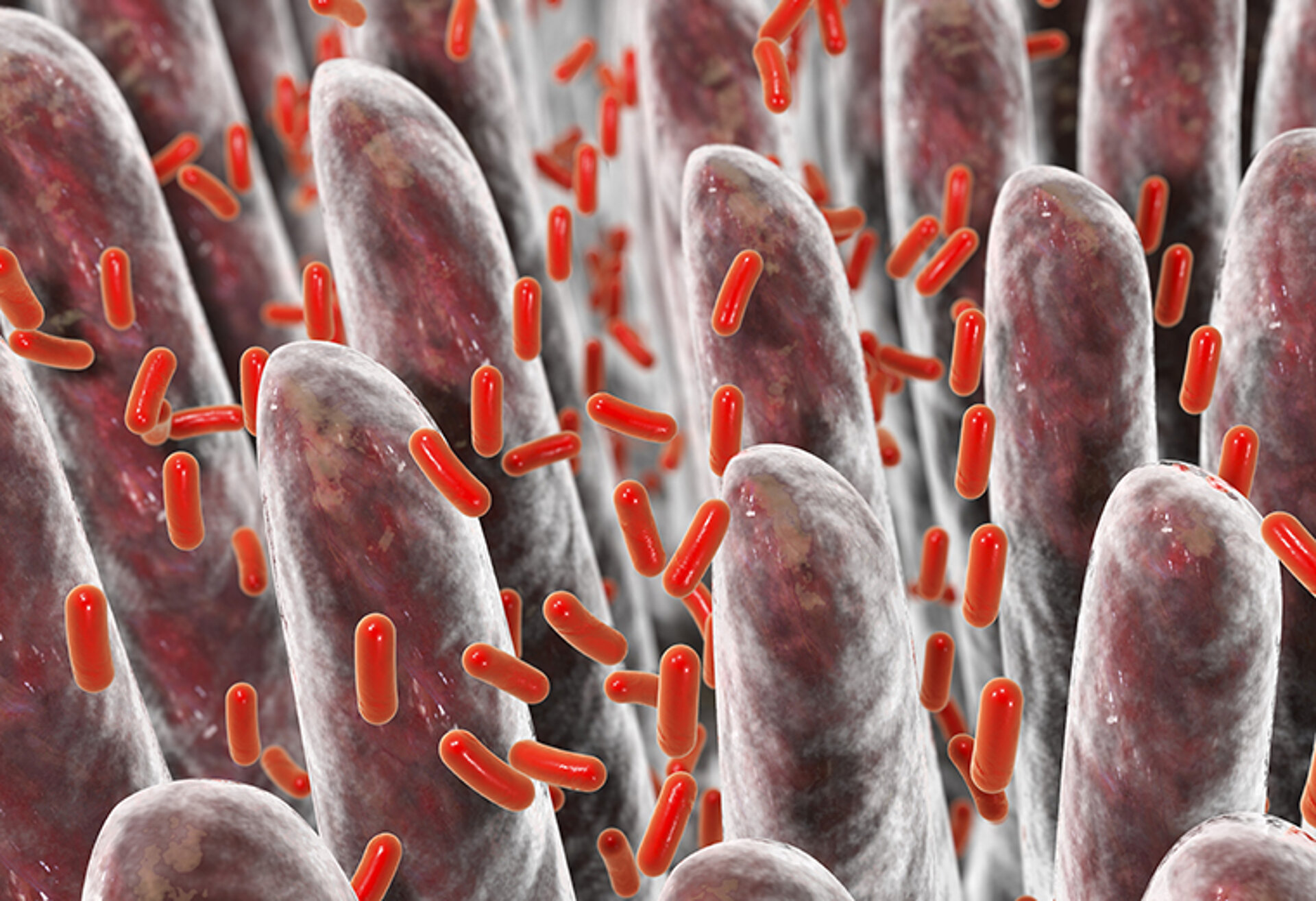 Mikrobiom-Analytik – Darmmikrobiota im Fokus Darmzotten mit Bakterien – Darstellung für Mikrobiom-Analytik