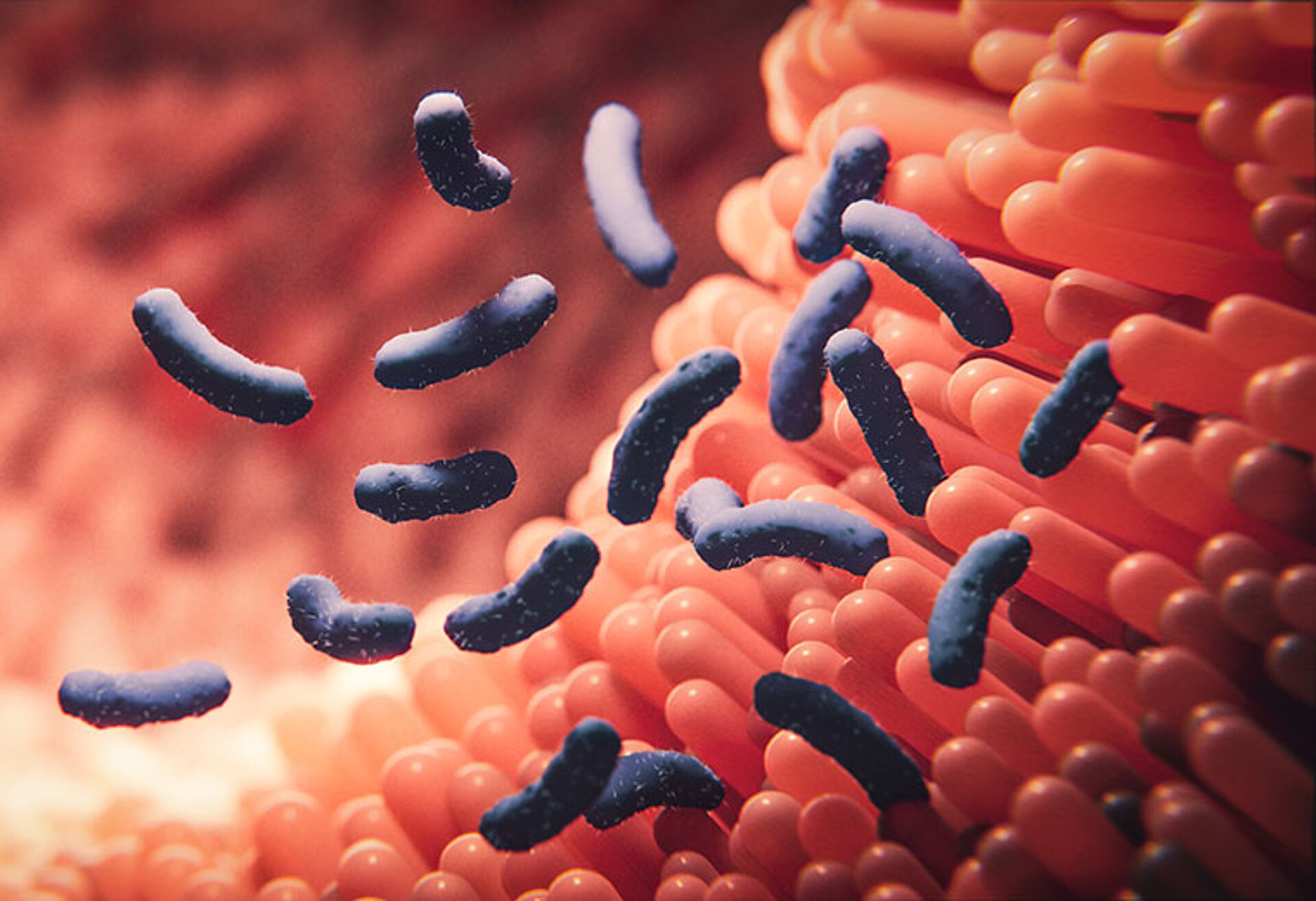 3D-Illustration von nützlichen Bakterien auf der menschlichen Darmschleimhaut zur Veranschaulichung des Mikrobioms für Longevity