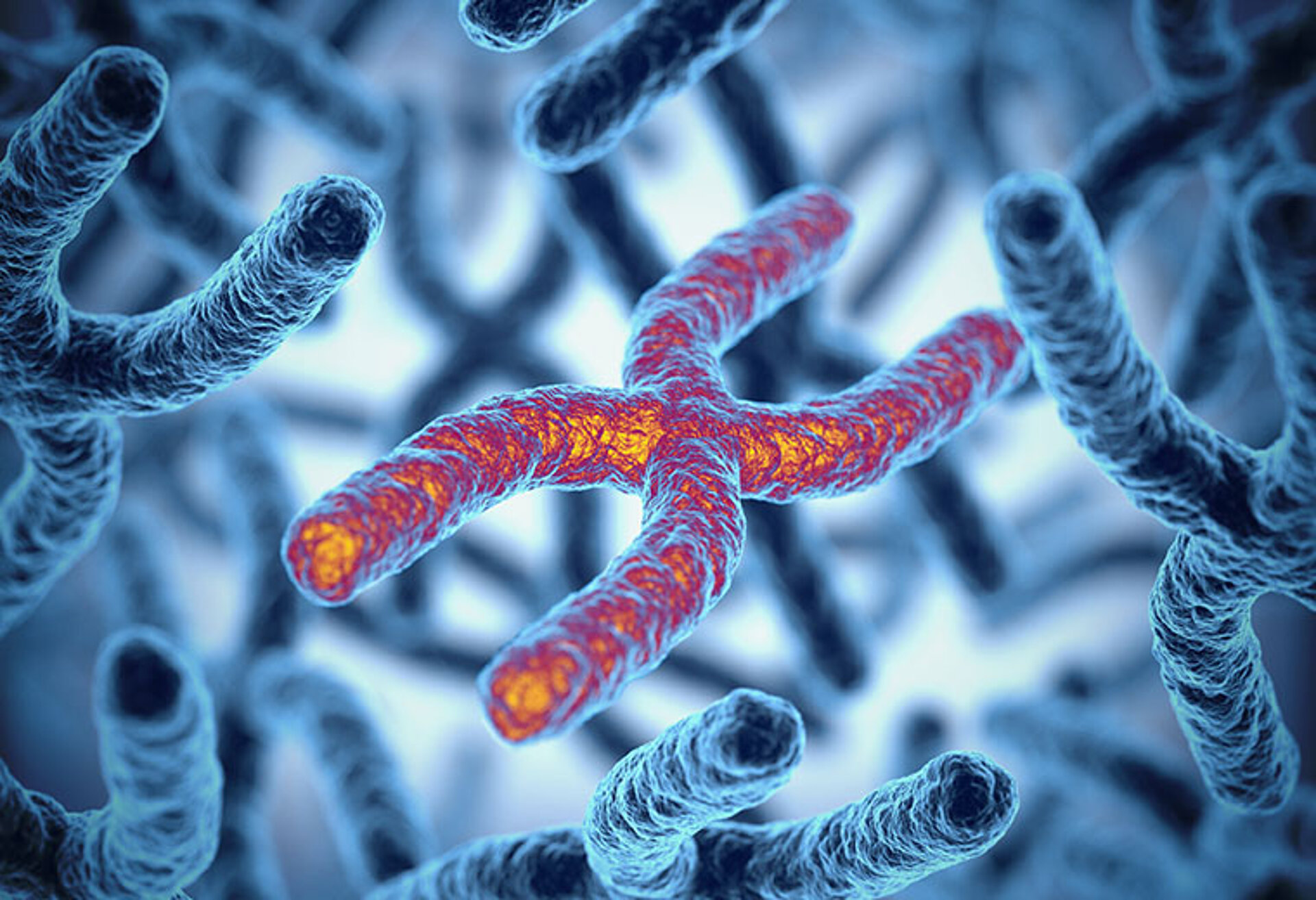 Mikroskopische 3D-Darstellung eines Chromosoms, dessen Endkappen (Telomere) leuchten, um ihre Länge und Schutzfunktion zu symbolisieren.