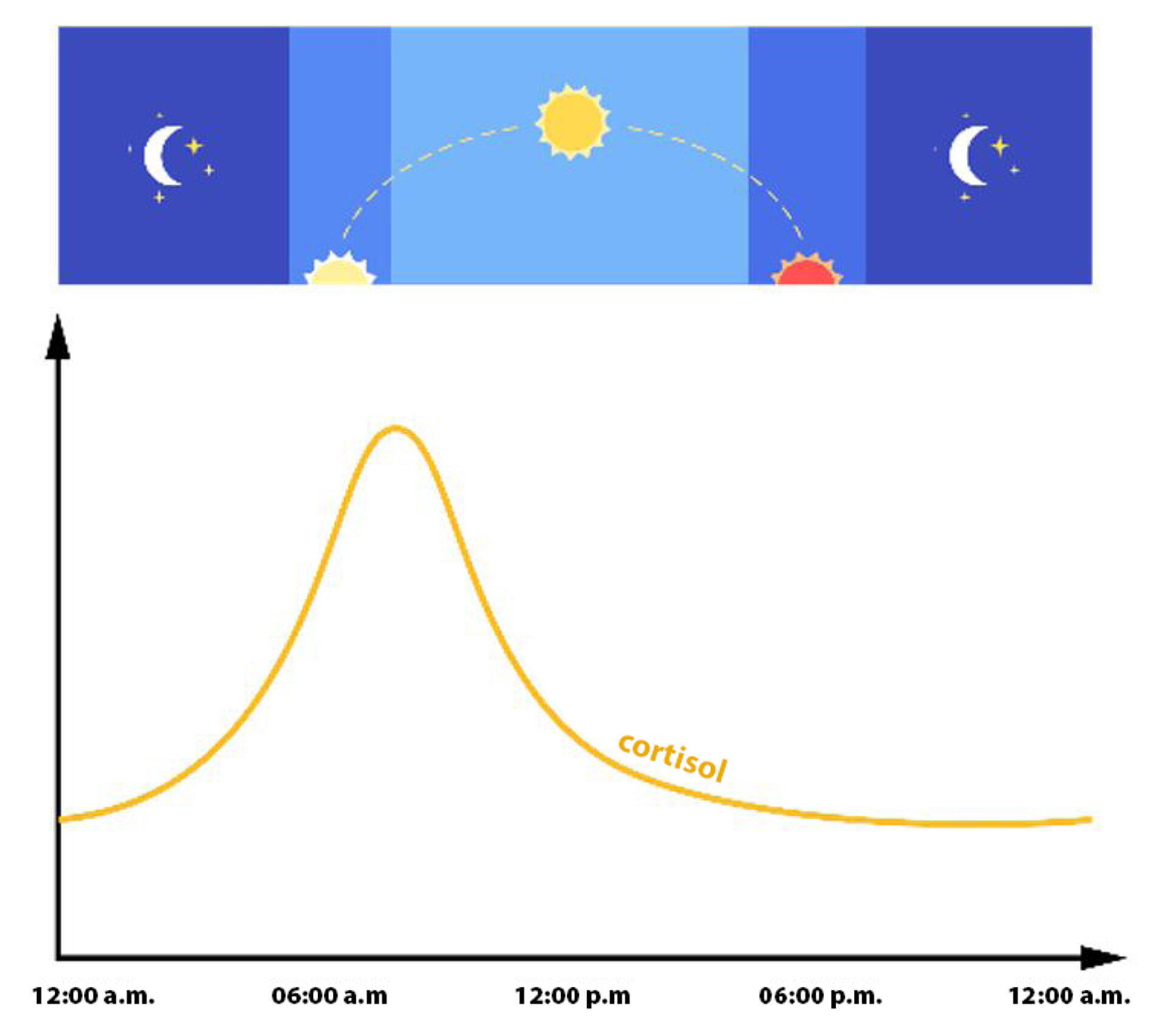 Physiological Cortisol Release Throughout the Day